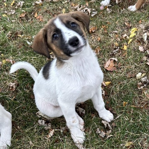 Sephira, an adoptable Mixed Breed in Duluth, MN, 55804 | Photo Image 5