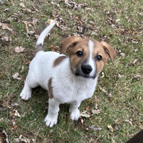 Brom, an adoptable Mixed Breed in Duluth, MN, 55804 | Photo Image 1