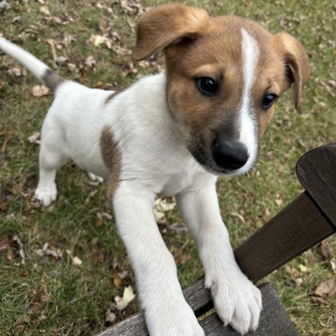 Brom, an adoptable Mixed Breed in Duluth, MN, 55804 | Photo Image 2