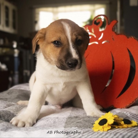 Brom, an adoptable Mixed Breed in Duluth, MN, 55804 | Photo Image 3