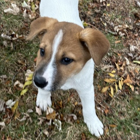 Brom, an adoptable Mixed Breed in Duluth, MN, 55804 | Photo Image 4