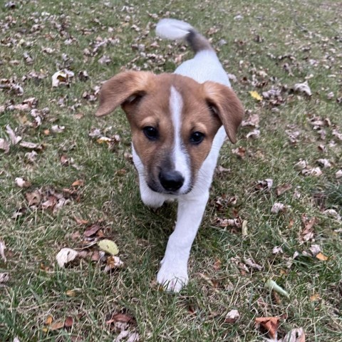 Brom, an adoptable Mixed Breed in Duluth, MN, 55804 | Photo Image 5