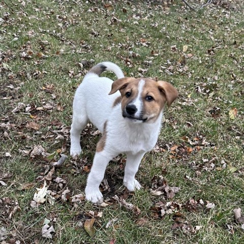 Brom, an adoptable Mixed Breed in Duluth, MN, 55804 | Photo Image 6