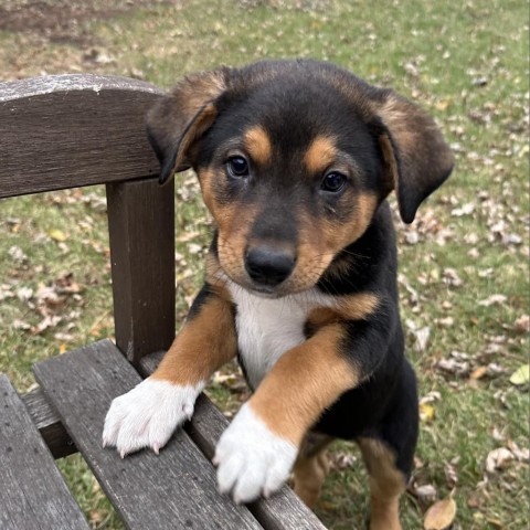 Eragon, an adoptable Mixed Breed in Duluth, MN, 55804 | Photo Image 1