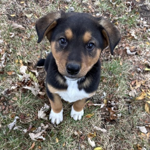 Eragon, an adoptable Mixed Breed in Duluth, MN, 55804 | Photo Image 2