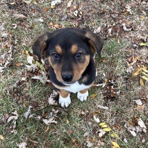 Eragon, an adoptable Mixed Breed in Duluth, MN, 55804 | Photo Image 3