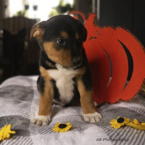 Eragon, an adoptable Mixed Breed in Duluth, MN, 55804 | Photo Image 4