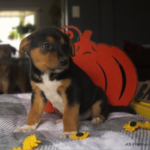 Eragon, an adoptable Mixed Breed in Duluth, MN, 55804 | Photo Image 5