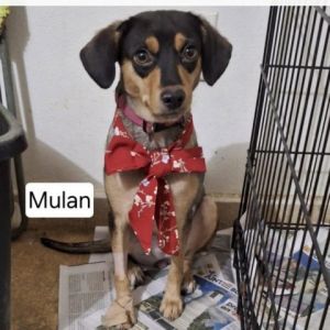 Mulan