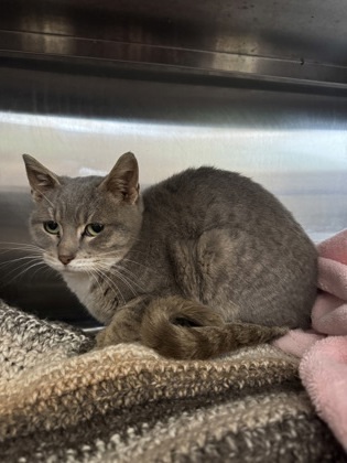 Dora, an adoptable Domestic Short Hair in Rhinelander, WI, 54501 | Photo Image 1