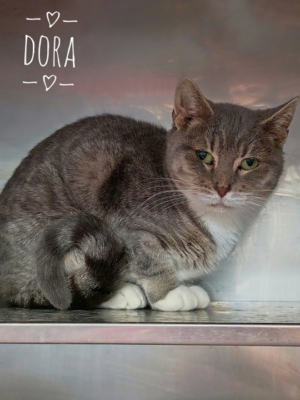 Dora, an adoptable Domestic Short Hair in Rhinelander, WI, 54501 | Photo Image 1