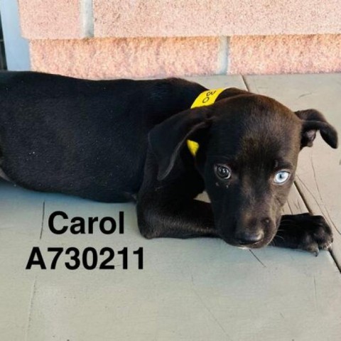 Carol 1