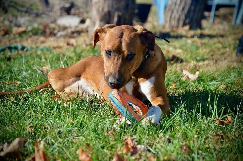 Flynn Ryder