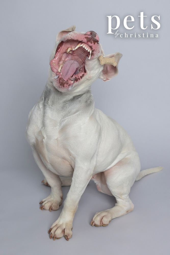 Meatball aka Pete