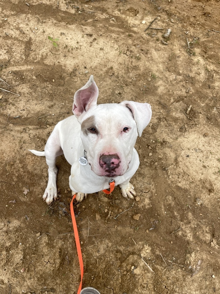 Meatball aka Pete