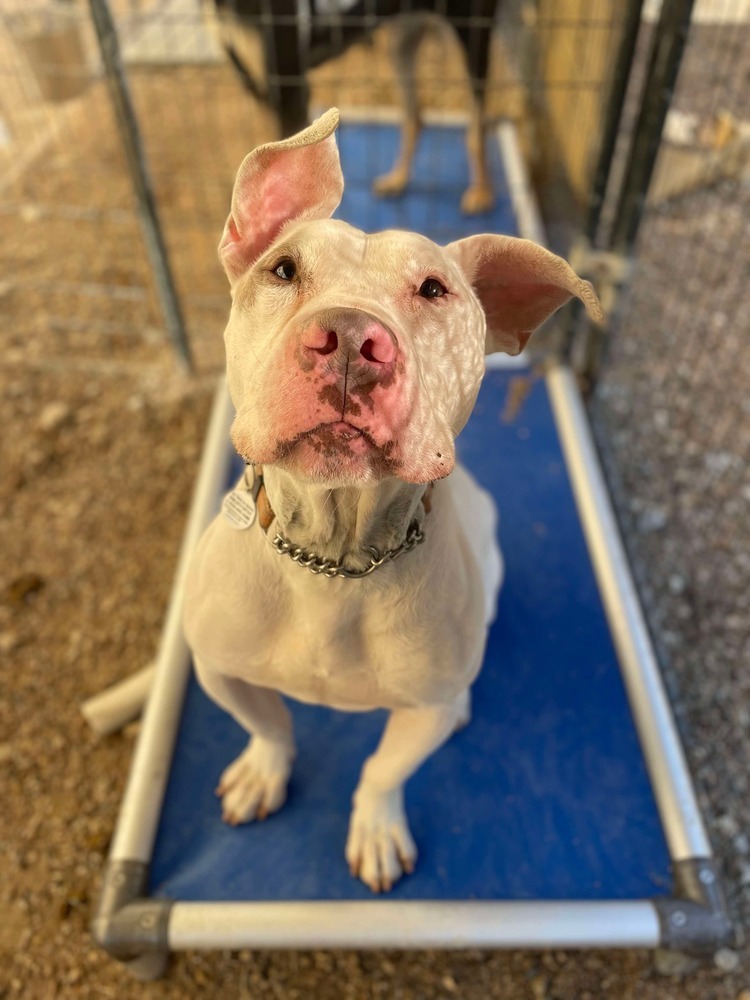 Meatball aka Pete