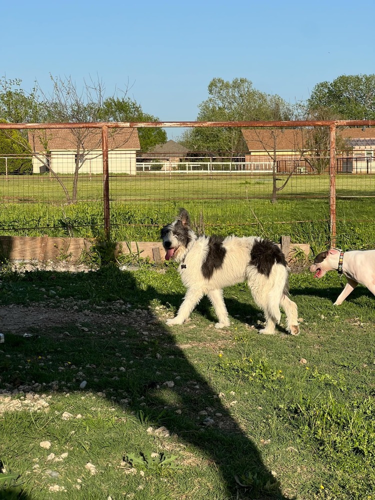 Nova (bonded with Nellie)