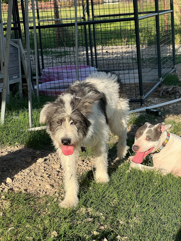 Nova (bonded with Nellie)