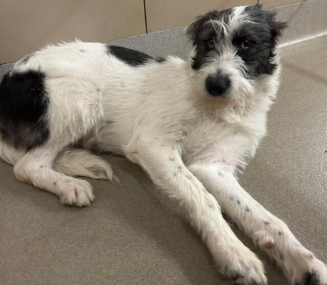 Nova (bonded with Nellie)