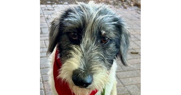 Nellie PKA Odette (bonded with Nova)