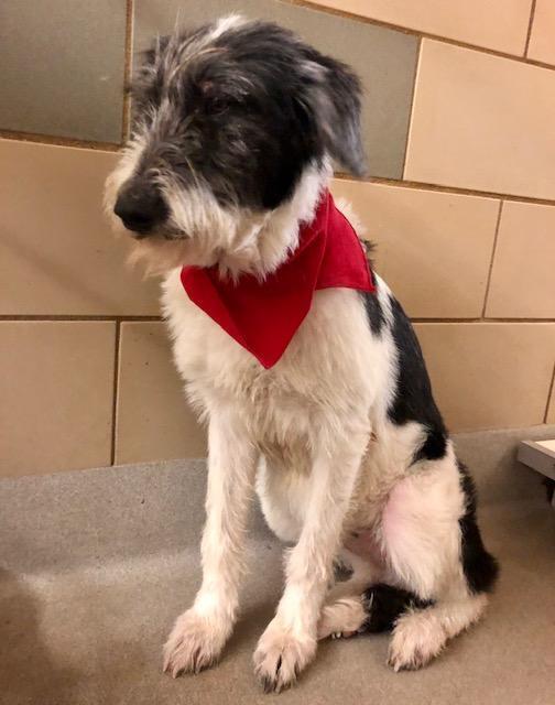 Nellie PKA Odette (bonded with Nova)