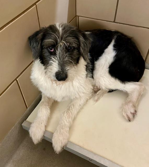 Nellie PKA Odette (bonded with Nova)