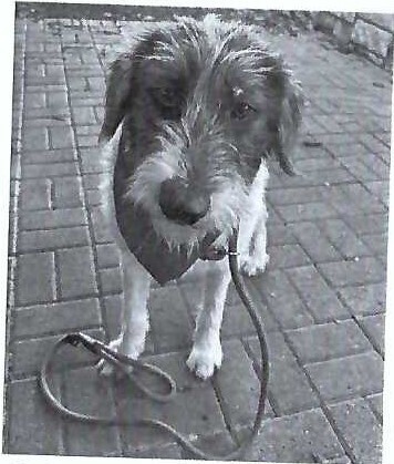 Nellie PKA Odette (bonded with Nova)