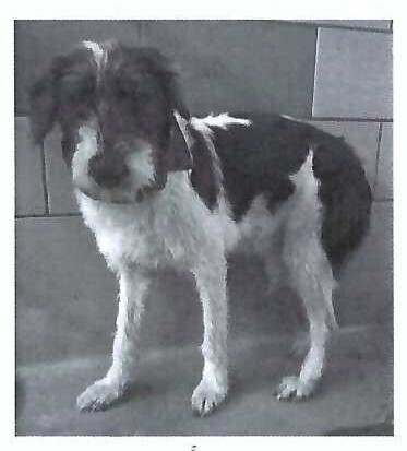 Nellie PKA Odette (bonded with Nova)