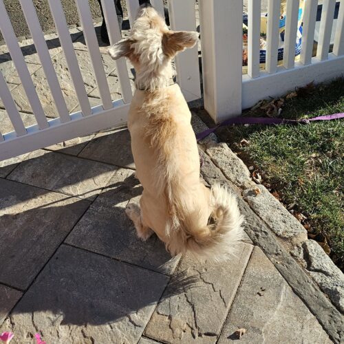 Toby Mohawk