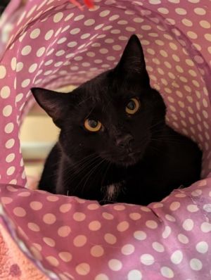 Capitol, Baby Male Domestic Short Hair