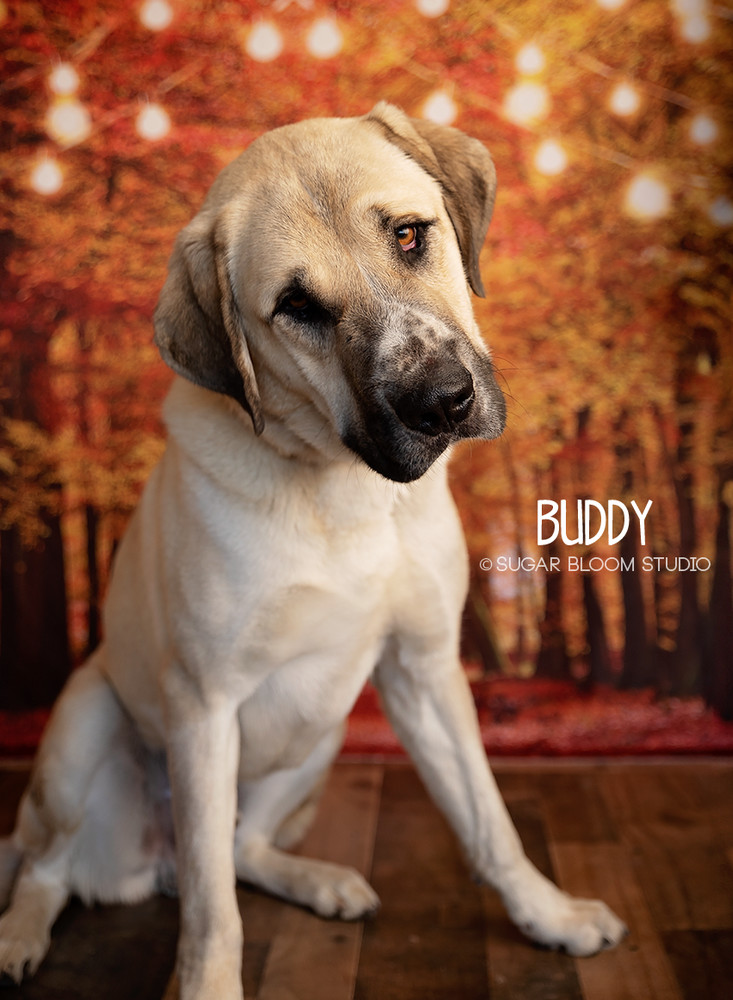 Buddy