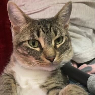 Lacie, an adoptable Domestic Short Hair in Glenfield, NY, 13343 | Photo Image 1