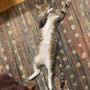 Lacie, an adoptable Domestic Short Hair in Glenfield, NY, 13343 | Photo Image 3