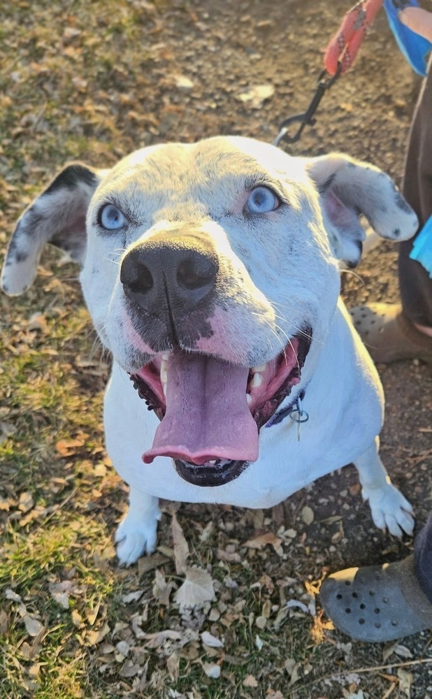 Frankie