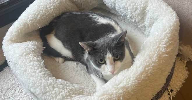 Star (of The Family), an adoptable Domestic Short Hair in Denver, CO, 80220 | Photo Image 6