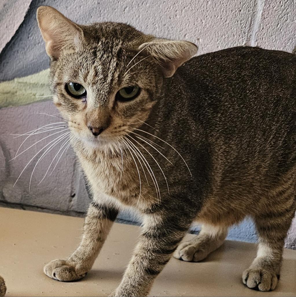 Macaroon, an adoptable Domestic Short Hair in Laredo, TX, 78045 | Photo Image 1