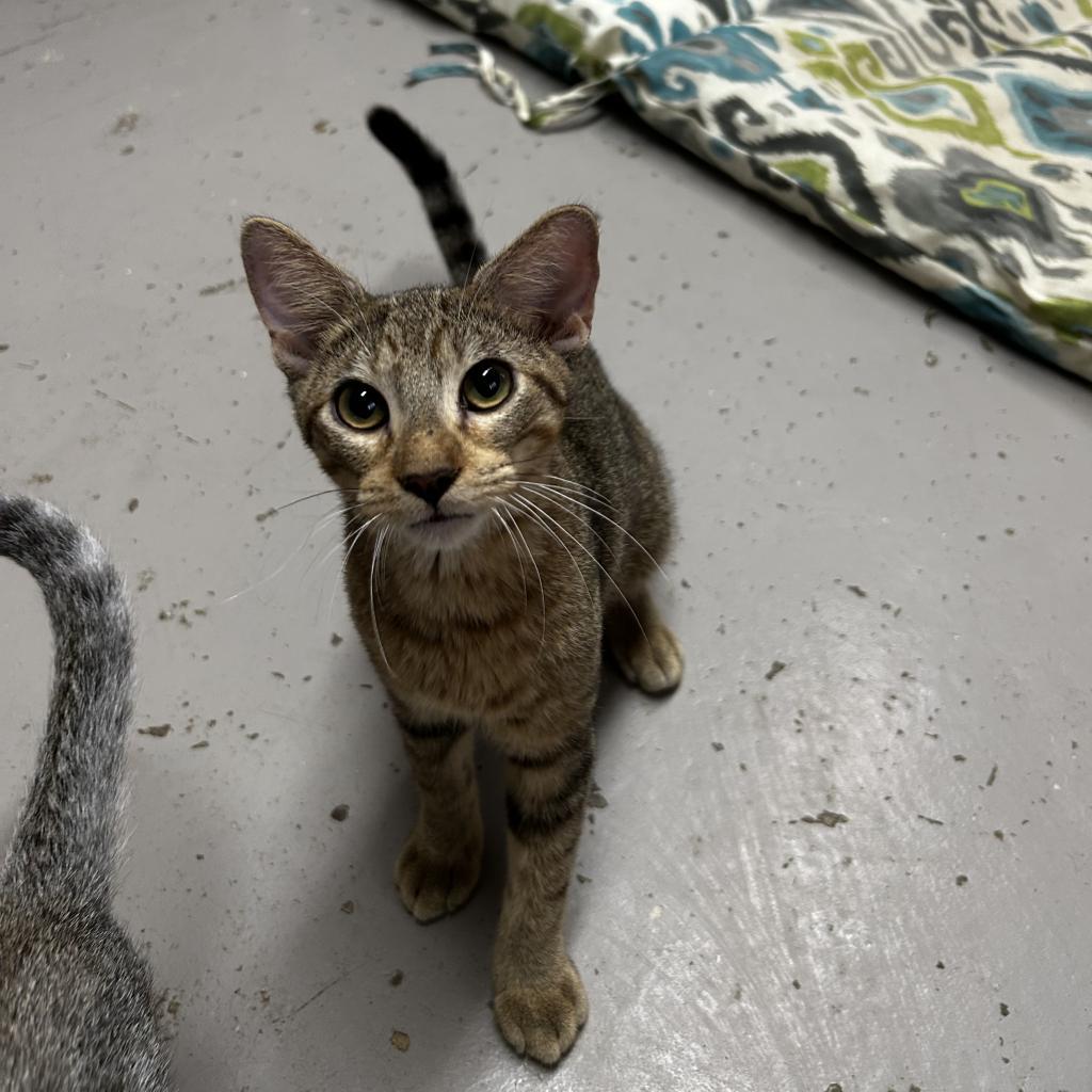 Macaroon, an adoptable Domestic Short Hair in Laredo, TX, 78045 | Photo Image 2