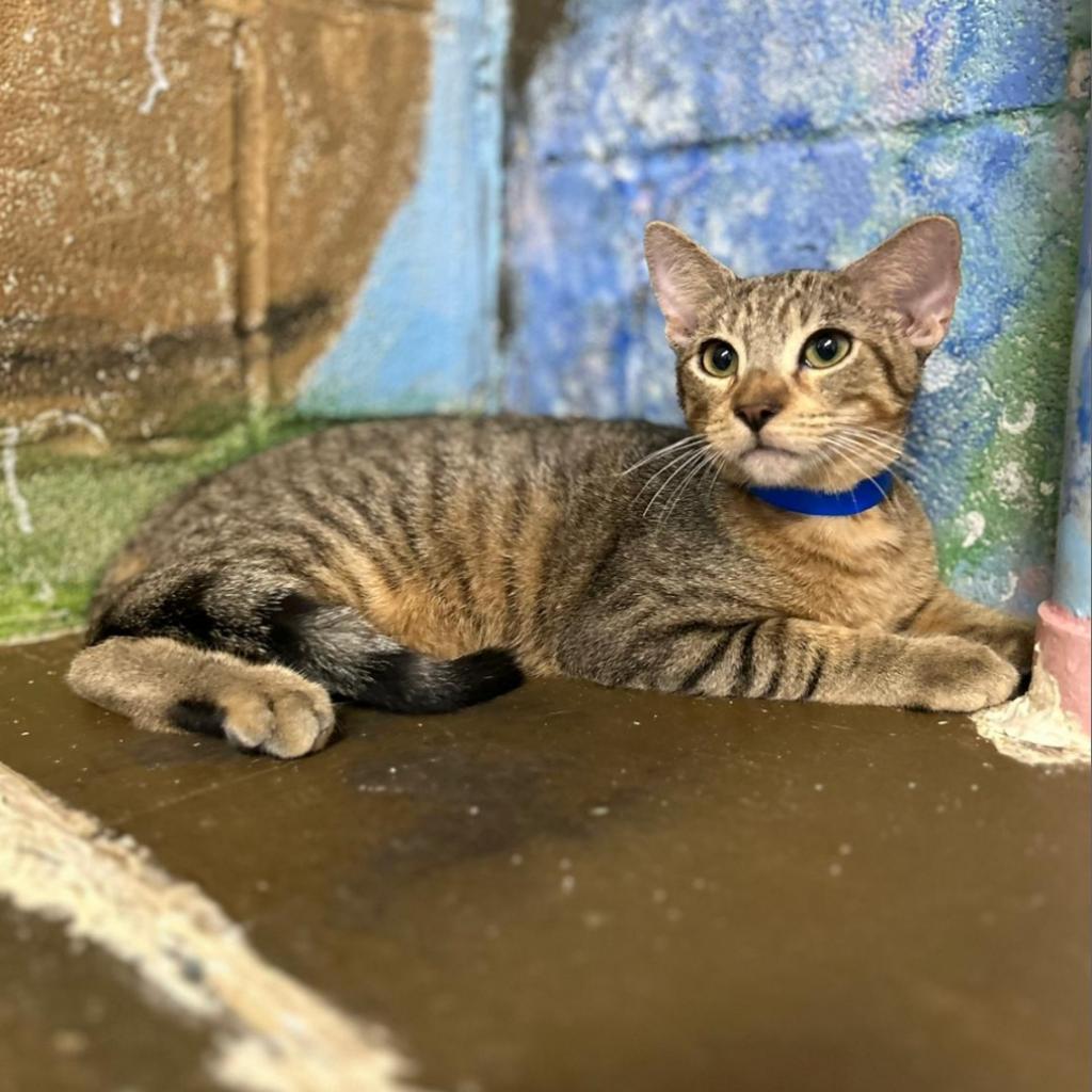 Macaroon, an adoptable Domestic Short Hair in Laredo, TX, 78045 | Photo Image 3