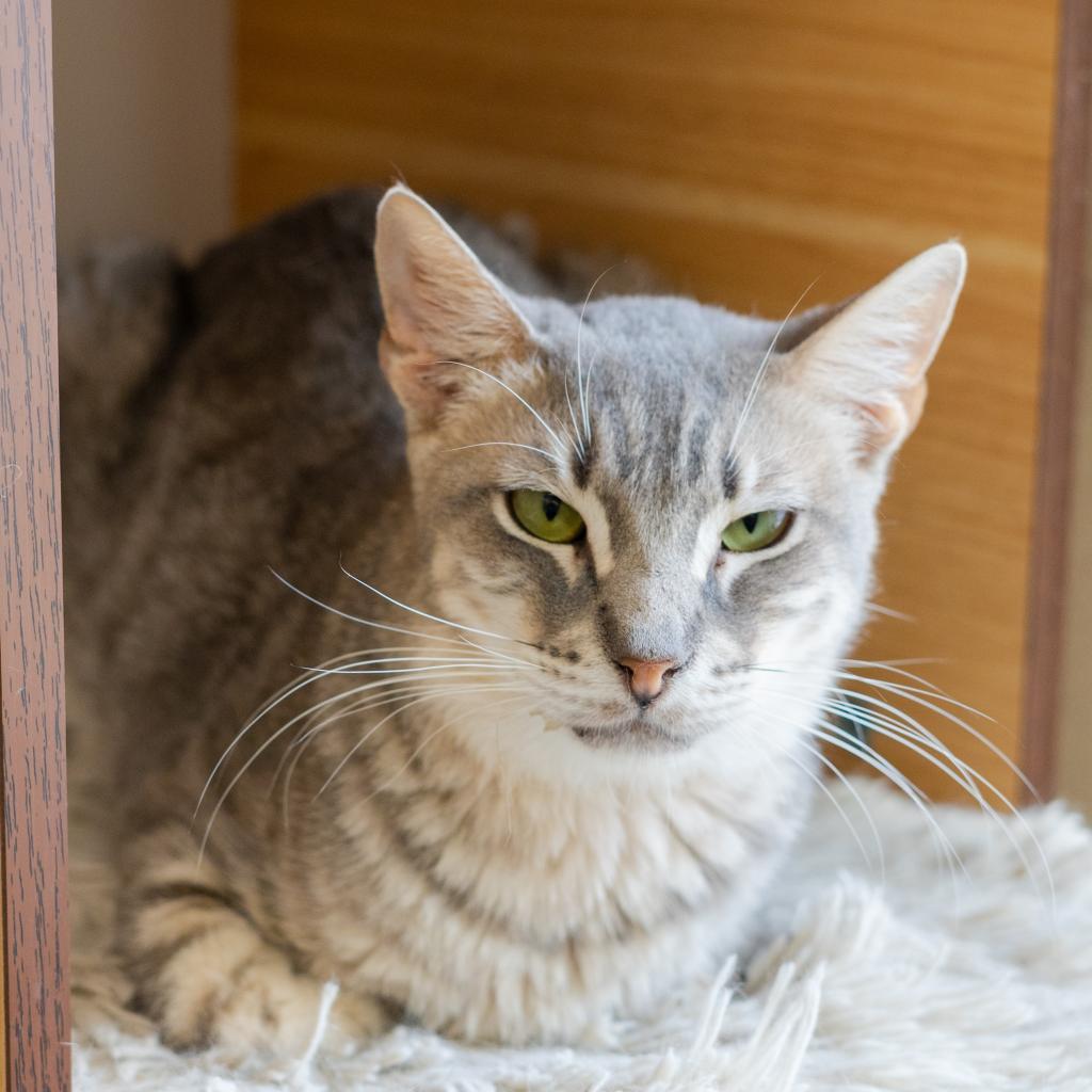 Hyde-Working Cat, an adoptable Domestic Short Hair in Laredo, TX, 78045 | Photo Image 1