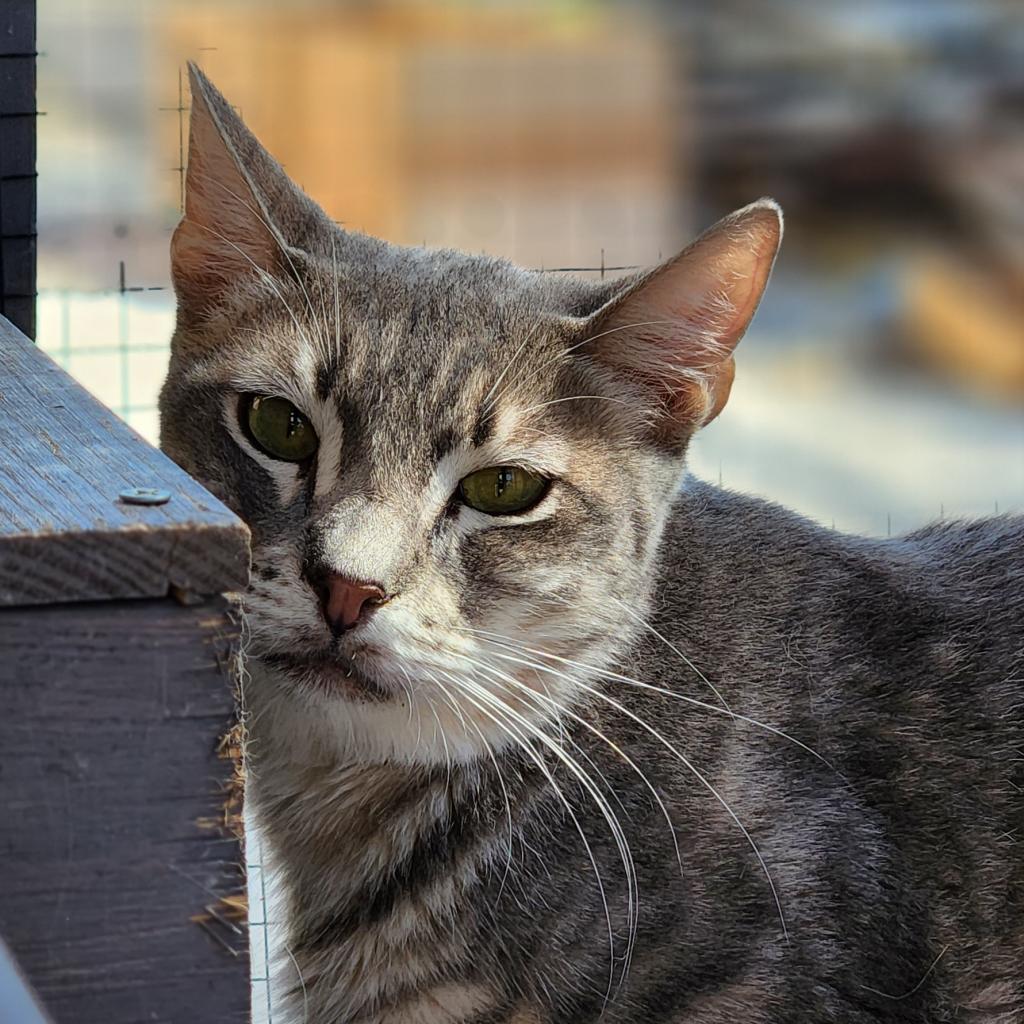 Hyde-Working Cat, an adoptable Domestic Short Hair in Laredo, TX, 78045 | Photo Image 2