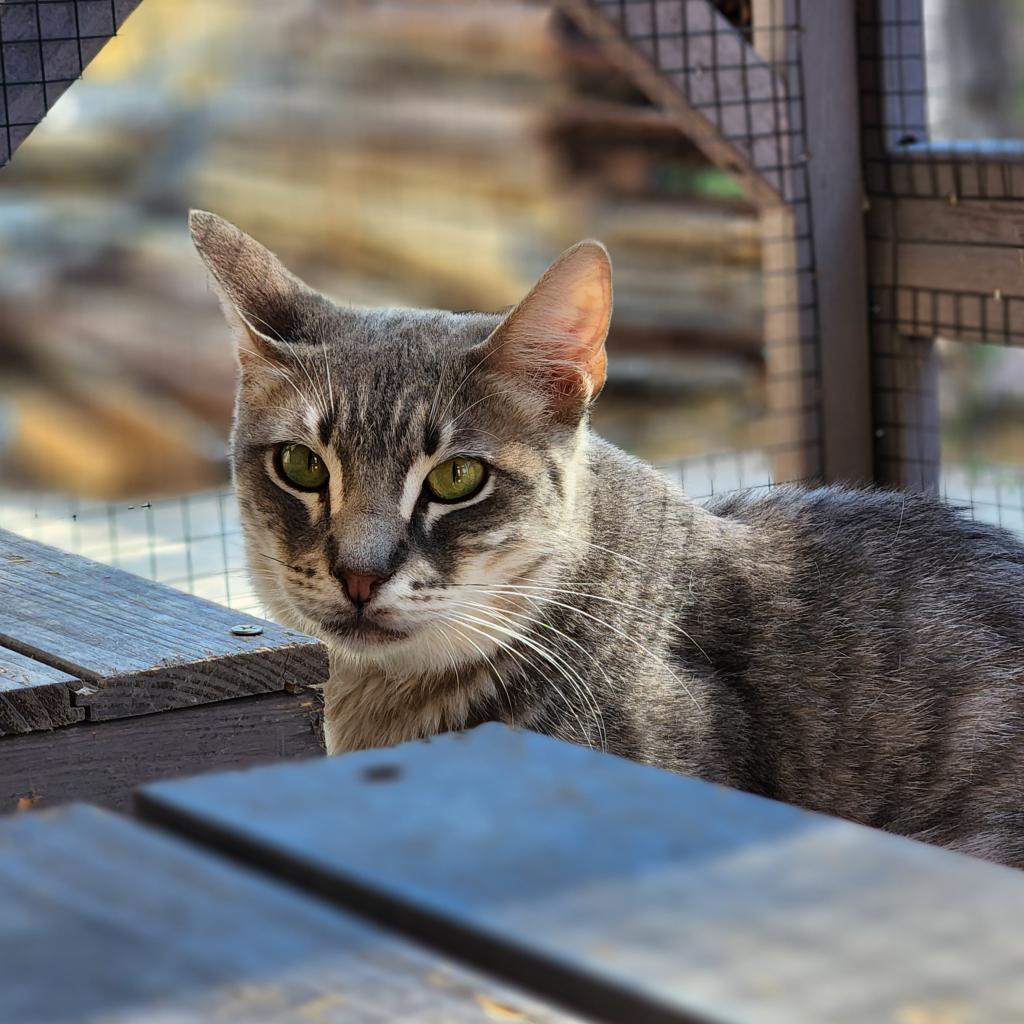 Hyde-Working Cat, an adoptable Domestic Short Hair in Laredo, TX, 78045 | Photo Image 3