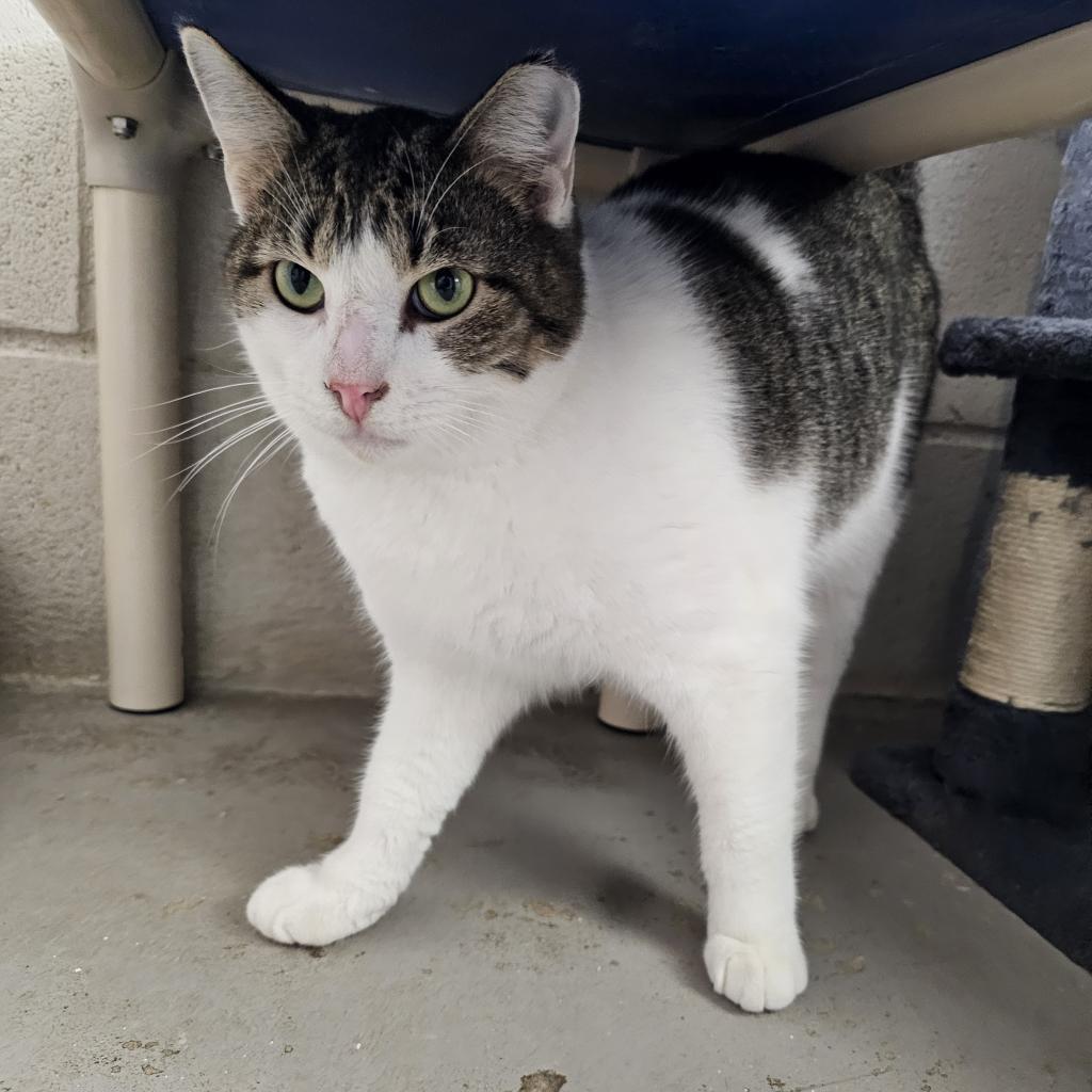 Simon - Working Cat, an adoptable Domestic Short Hair in Laredo, TX, 78045 | Photo Image 2