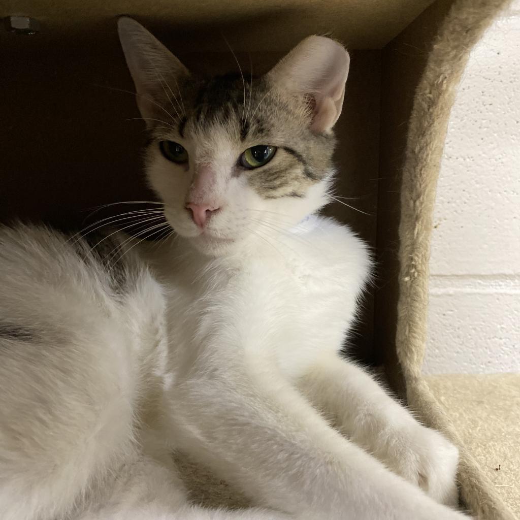 Simon - Working Cat, an adoptable Domestic Short Hair in Laredo, TX, 78045 | Photo Image 3