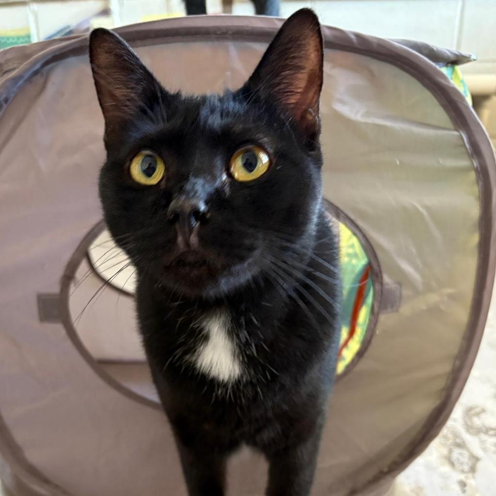 Onyx, an adoptable Domestic Short Hair in Laredo, TX, 78045 | Photo Image 1