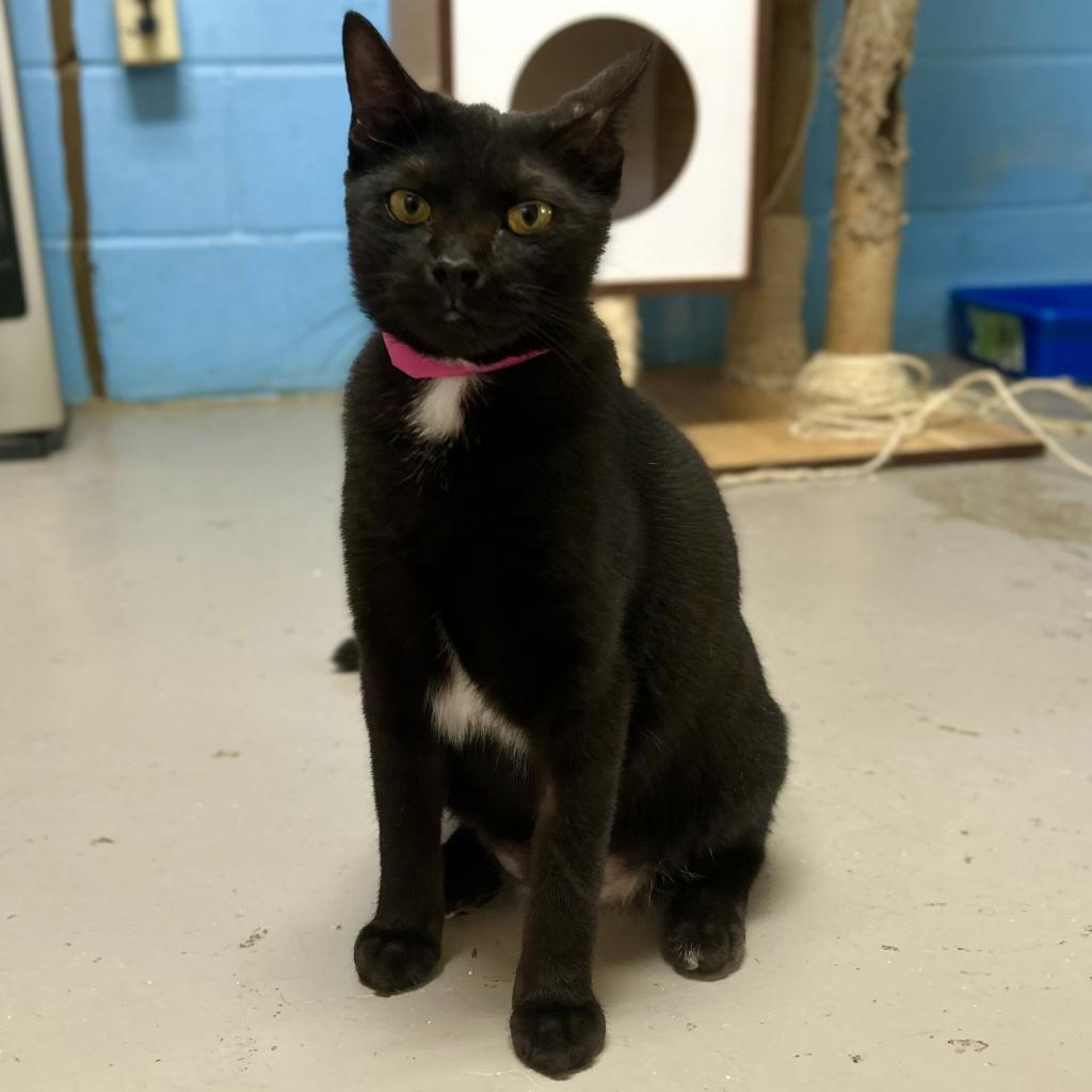 Onyx, an adoptable Domestic Short Hair in Laredo, TX, 78045 | Photo Image 2