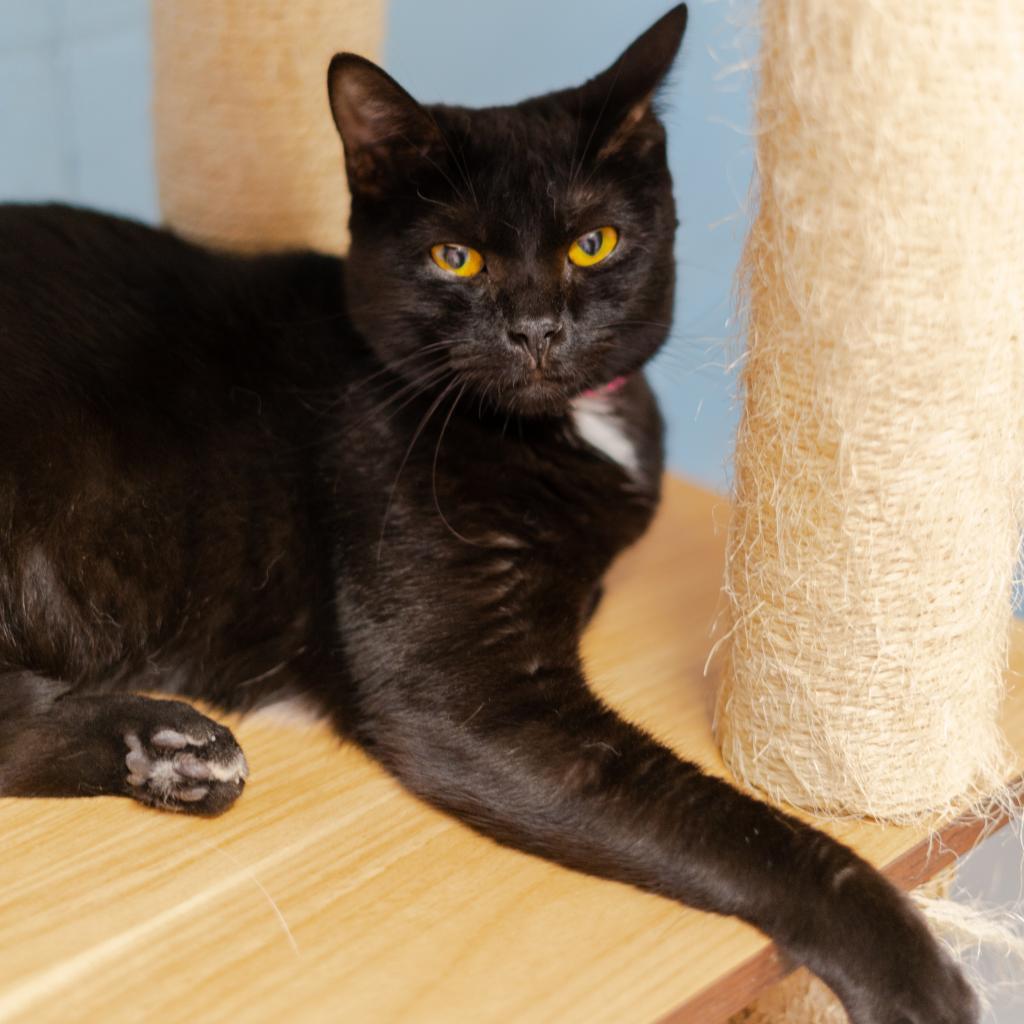 Onyx, an adoptable Domestic Short Hair in Laredo, TX, 78045 | Photo Image 3