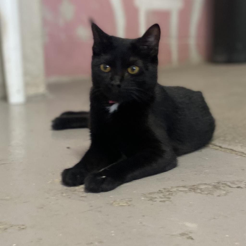 Onyx, an adoptable Domestic Short Hair in Laredo, TX, 78045 | Photo Image 4