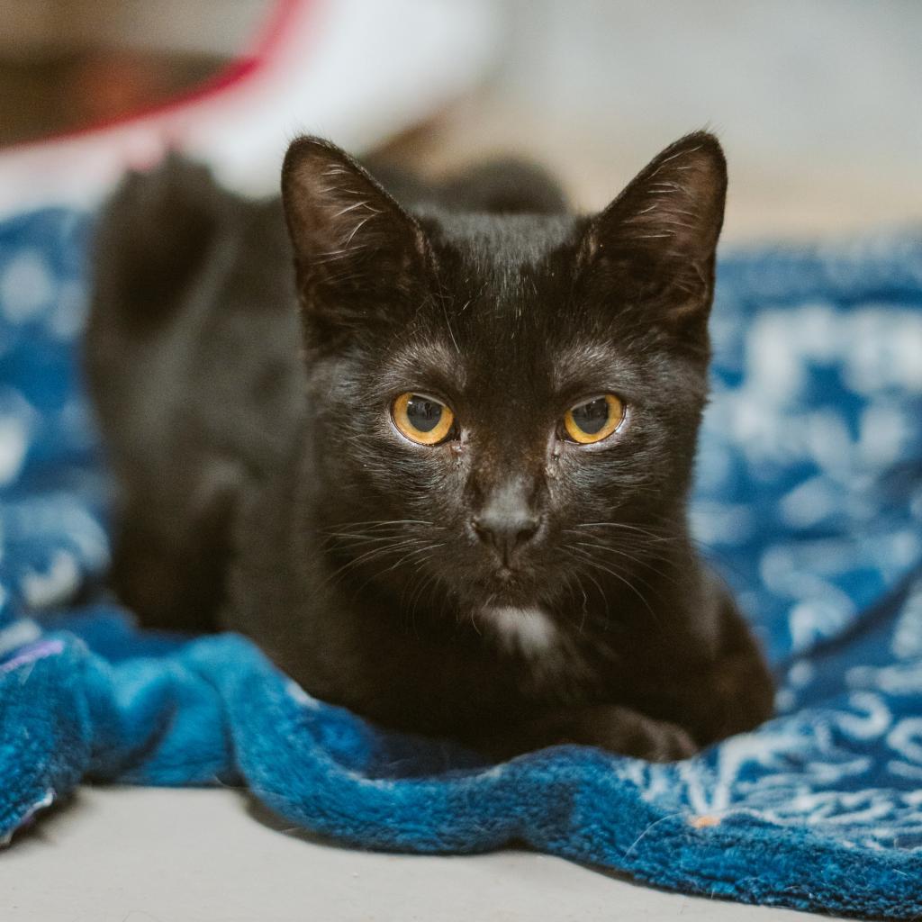 Onyx, an adoptable Domestic Short Hair in Laredo, TX, 78045 | Photo Image 5