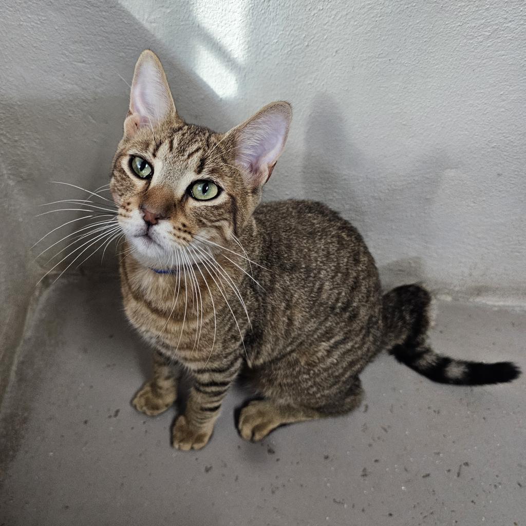 Biscotti, an adoptable Domestic Short Hair in Laredo, TX, 78045 | Photo Image 1