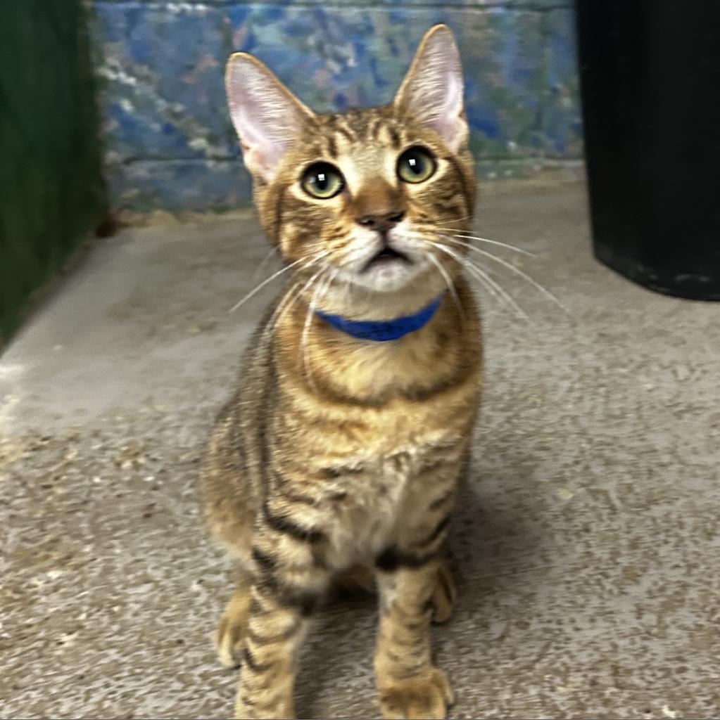 Biscotti, an adoptable Domestic Short Hair in Laredo, TX, 78045 | Photo Image 2